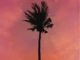 Jay Jody – Purple Palm Trees ft A-Reece, Marcus Harvey Mp3 Download Fakaza